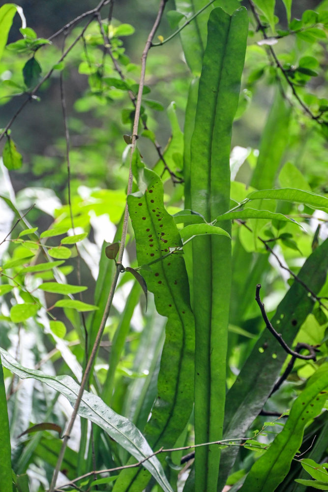 Image of Lepisorus fortuni specimen.