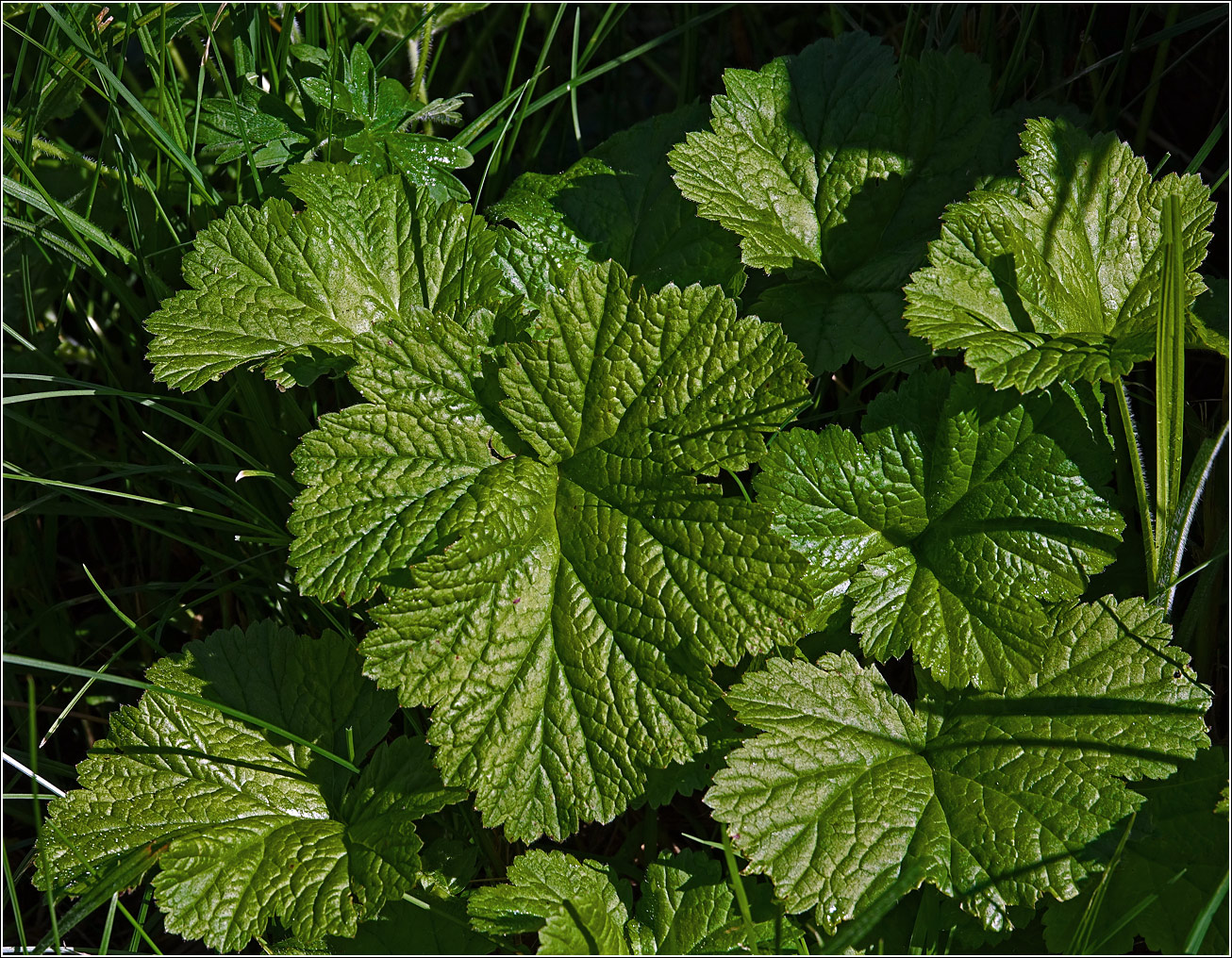 Изображение особи Geum rivale.