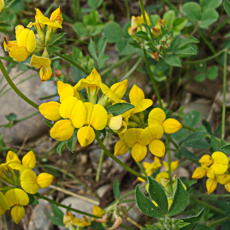 Image of Lotus corniculatus specimen.