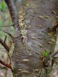 genus Prunus. Часть ствола с основанием ветви и развивающимся побегом. Беларусь, Минская обл., Мядельский р-н, нац. парк \"Нарочанский\", окр. дер. Боровые, возле лесной дороги. 13.04.2024.