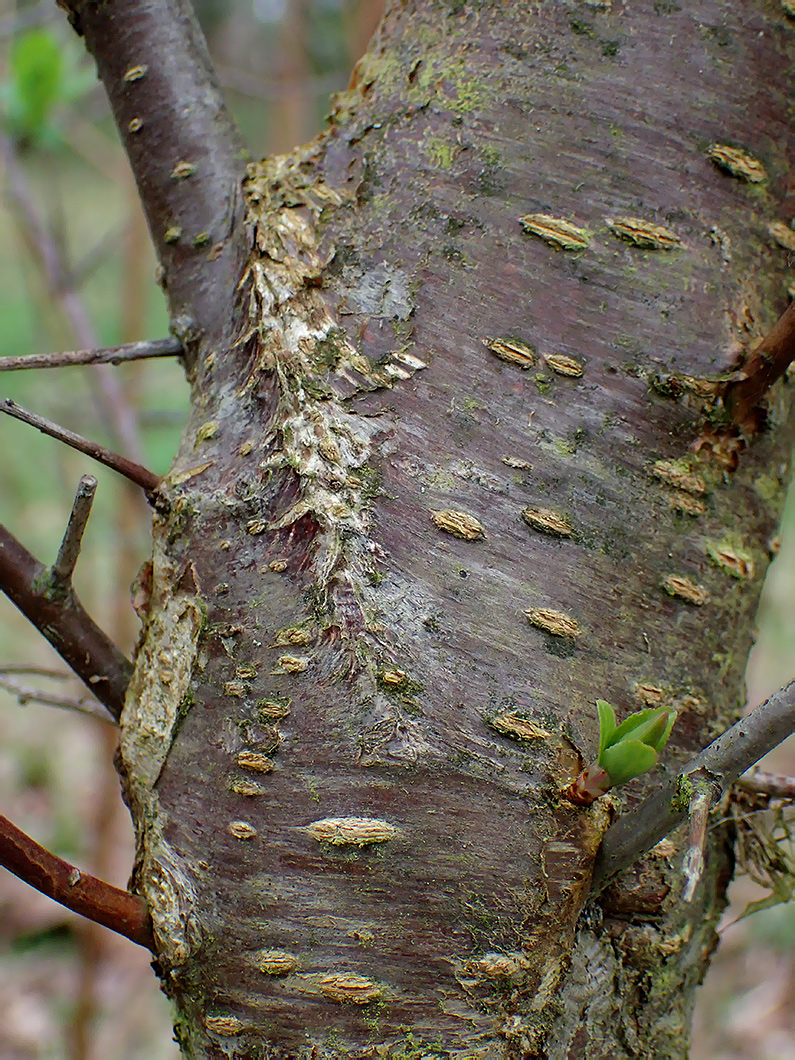 Изображение особи род Prunus.