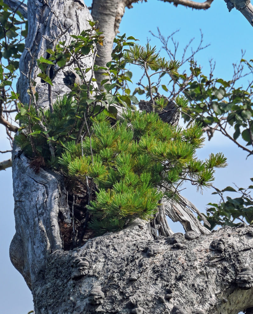 Image of Pinus pumila specimen.