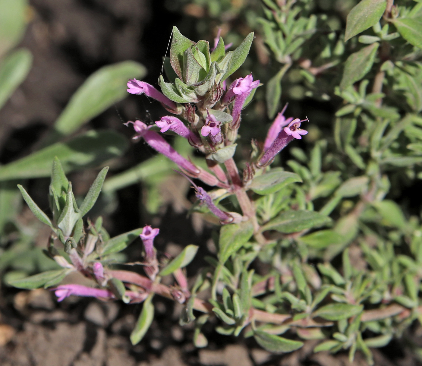 Image of Thymus longiflorus specimen.