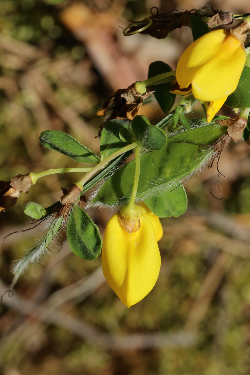 Изображение особи Sarothamnus scoparius.