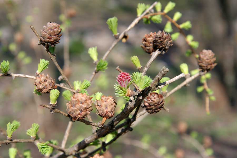 Изображение особи Larix gmelinii.