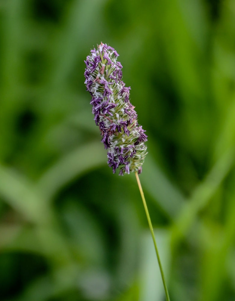 Image of Phleum pratense specimen.