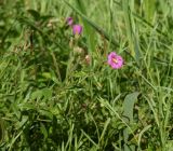 genus Epilobium. Верхушка побега с цветком и соплодием. Липецкая обл., Данковский р-н, окр. ур. Осиновский лес, берег р. Дон. 1 августа 2024 г.