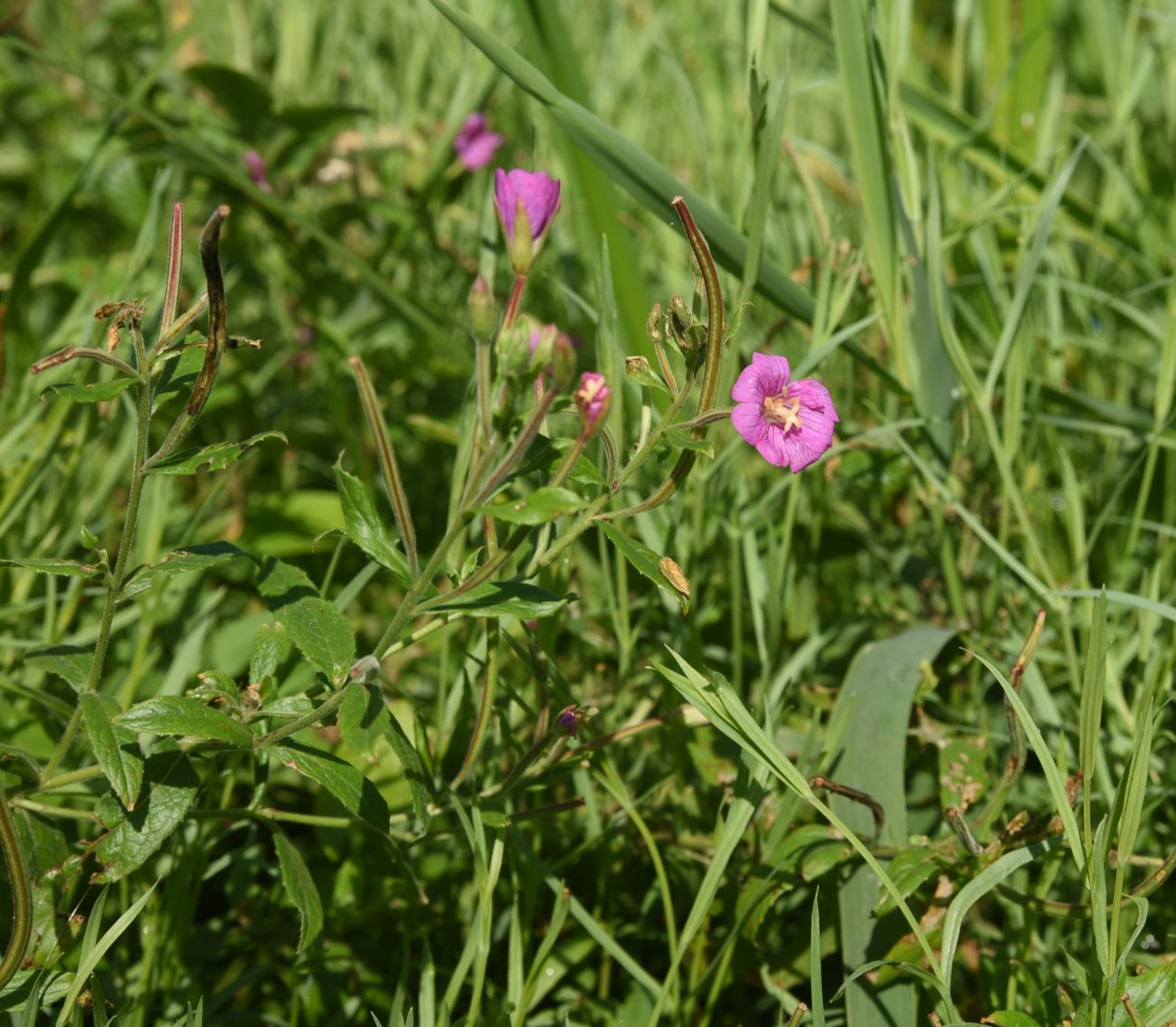 Изображение особи род Epilobium.