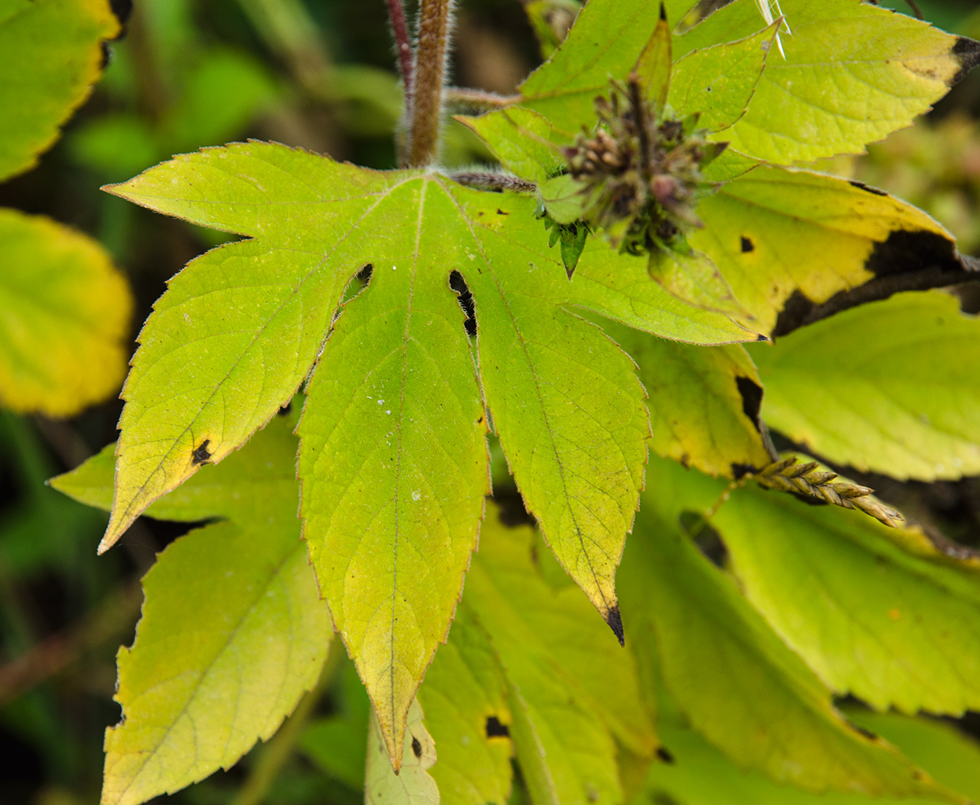 Image of Ambrosia trifida specimen.