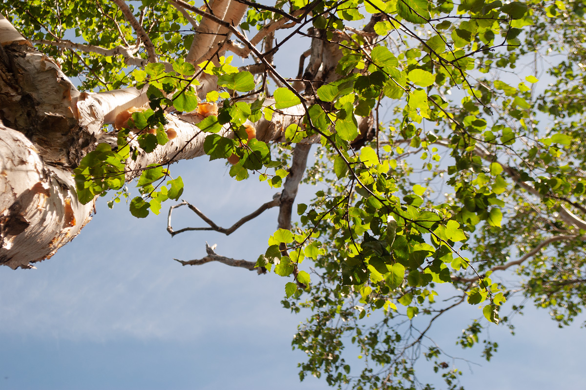 Image of Betula ermanii specimen.