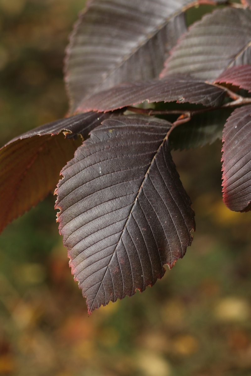 Изображение особи Ulmus laevis.