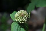 Valeriana tiliifolia. Бутонизирующее соцветие с пауком (предположительно, род Ксистикус). Кабардино-Балкария, Эльбрусский р-н, окр. поляны Чегет, выс. 2080 м н.у.м., левый берег в 30 м от р. Донгуз-Орун, опушка леса у подножия склона. 16 июня 2018 г.