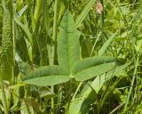 Trifolium montanum. Лист. Карачаево-Черкесия, Зеленчукский р-н, гора Джисса, ≈ 1600 м н.у.м., субальпийский луг. 14.06.2024.