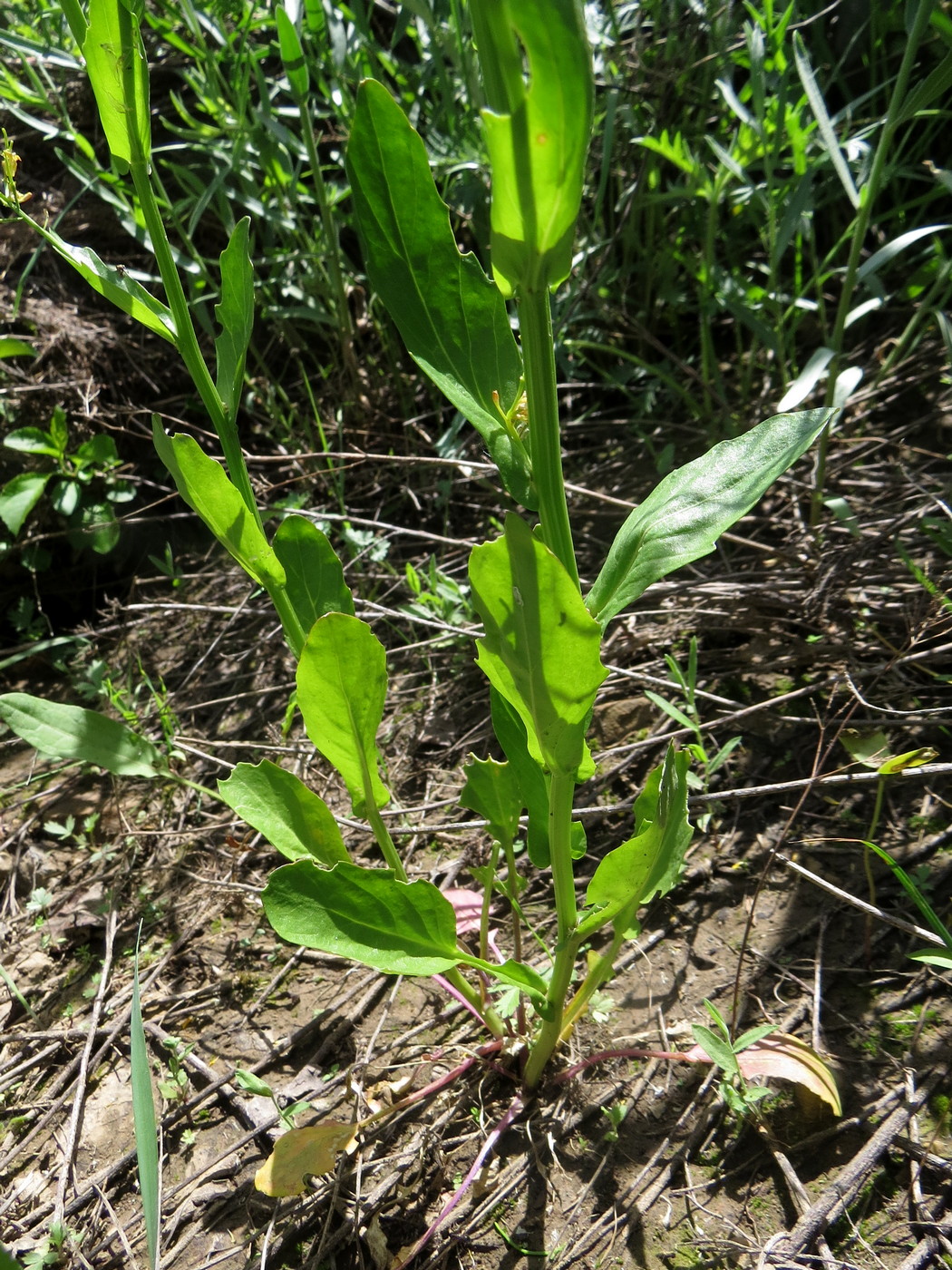 Изображение особи Barbarea plantaginea.