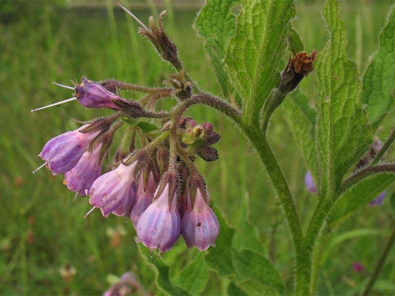 Image of Symphytum &times; uplandicum specimen.