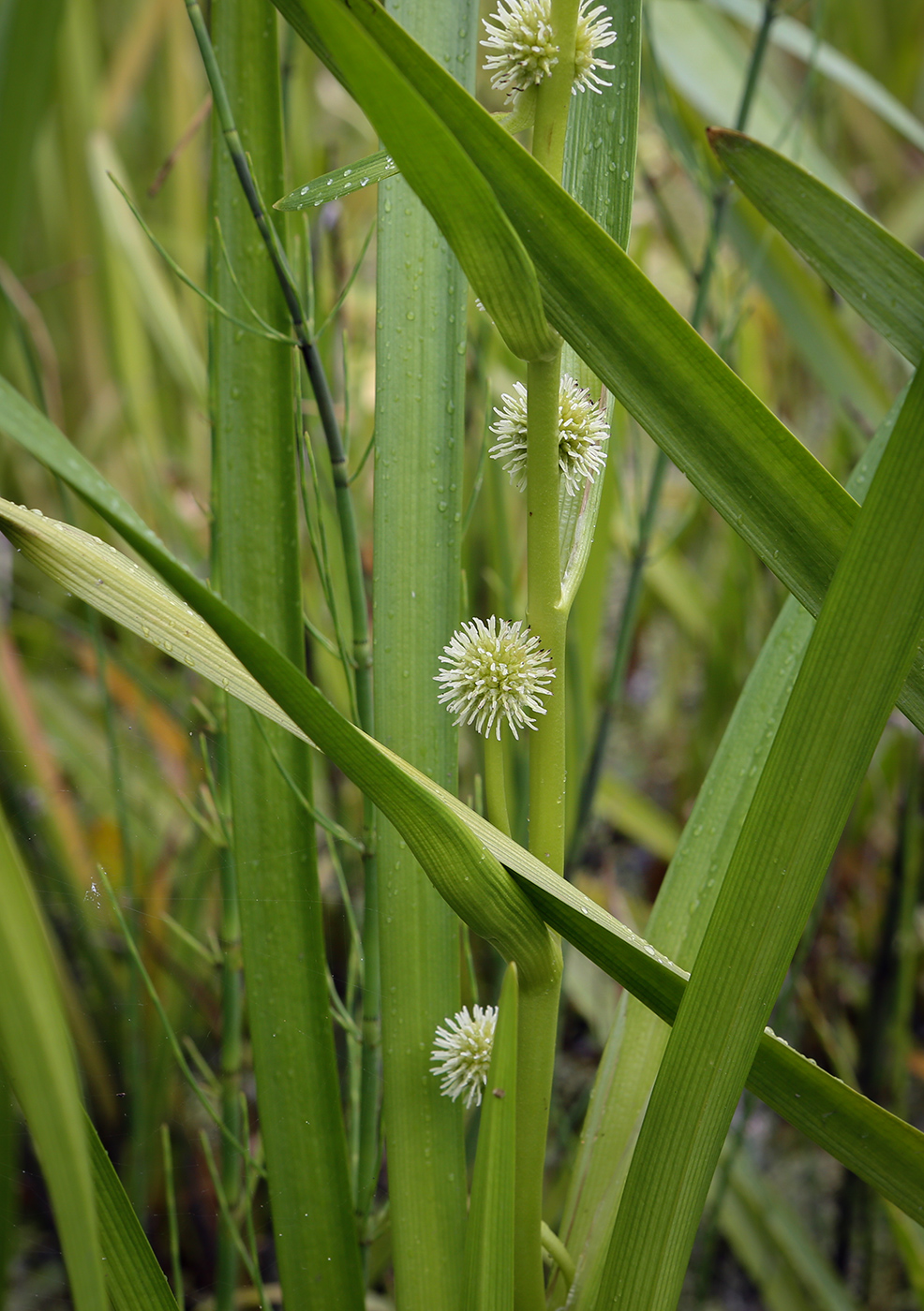 Image of Sparganium emersum specimen.