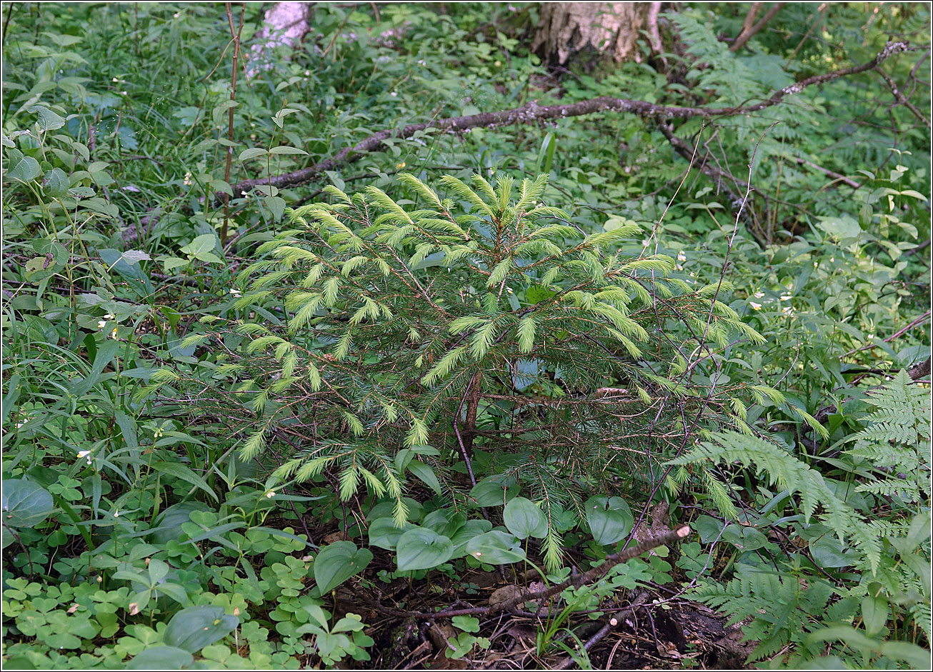 Image of Picea abies specimen.