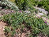 Geranium sanguineum