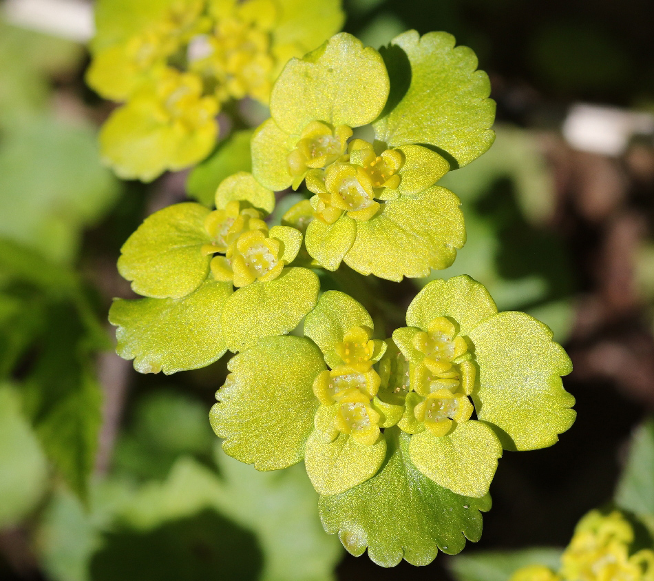 Image of Chrysosplenium alternifolium specimen.