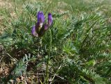 Astragalus masenderanus