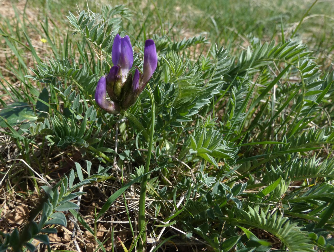 Image of Astragalus masenderanus specimen.