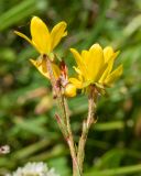 Saxifraga hirculus. Верхушка растения с цветками. Кабардино-Балкария, Черекский р-н, у места впадения Туялы Западной в Псыгансу, ≈ 2400 м н.у.м., альпийский луг на донной морене. 30.07.2024.