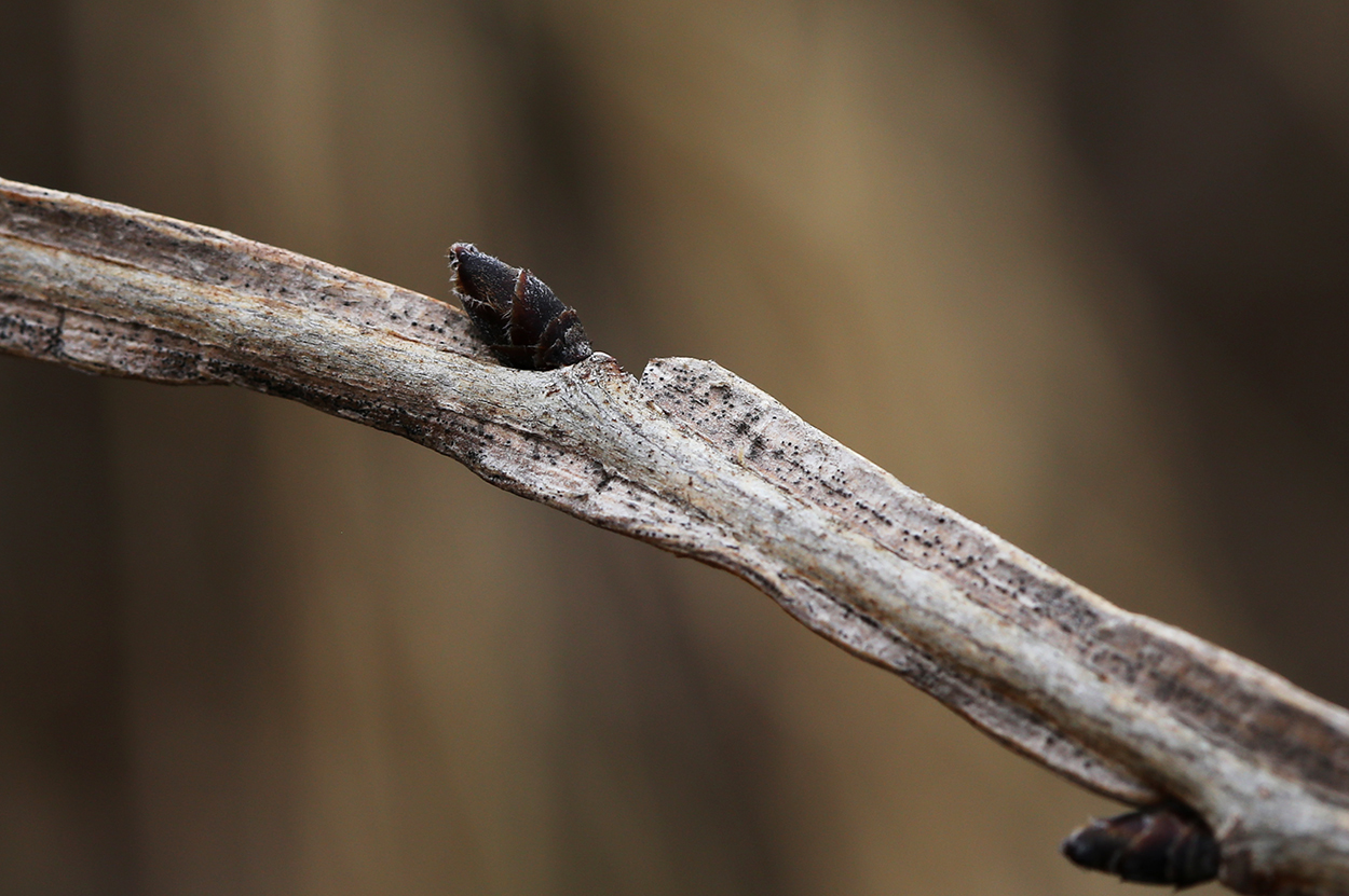 Image of Ulmus macrocarpa specimen.