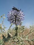 View full-size image Echinops albicaulis