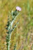 View full-size image Carduus arabicus