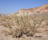 View full-size image familia Chenopodiaceae