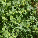 View full-size image Asperugo procumbens