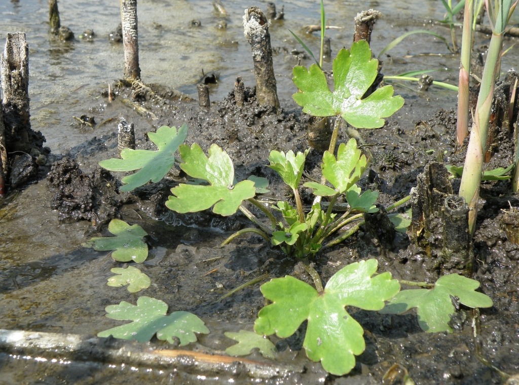 Изображение особи Ranunculus sceleratus.