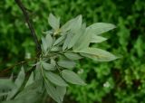 View full-size image genus Salix
