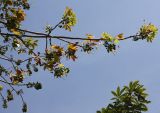Ceiba pentandra. Ветвь с бутонами. Израиль, кибуц Эйн-Геди, ботанический сад. 22.02.2011.