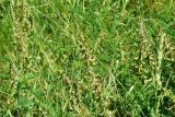 View full-size image Astragalus falcatus