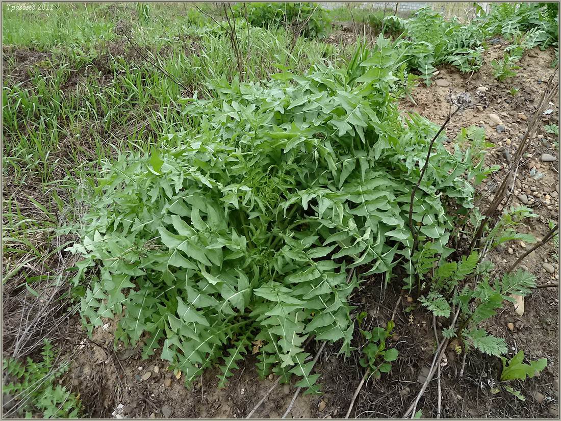 Image of Sisymbrium altissimum specimen.