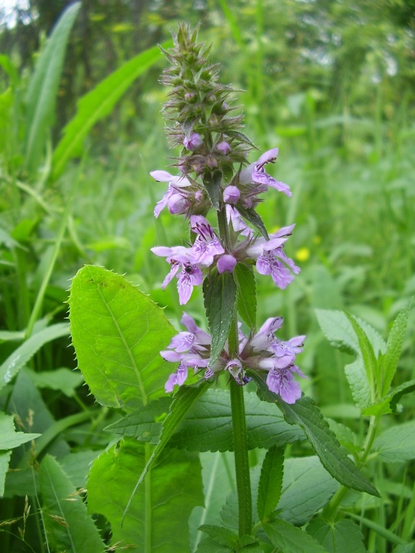 Image of Stachys palustris specimen.