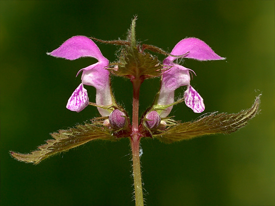 Image of Lamium maculatum specimen.