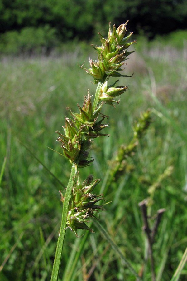 Изображение особи Carex otrubae.