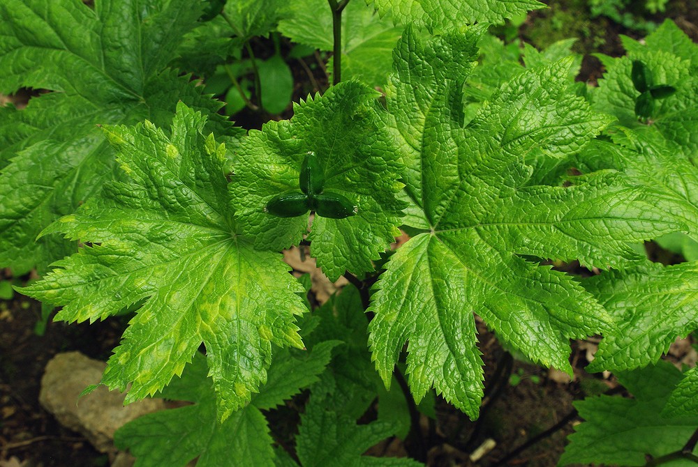 Image of Glaucidium palmatum specimen.