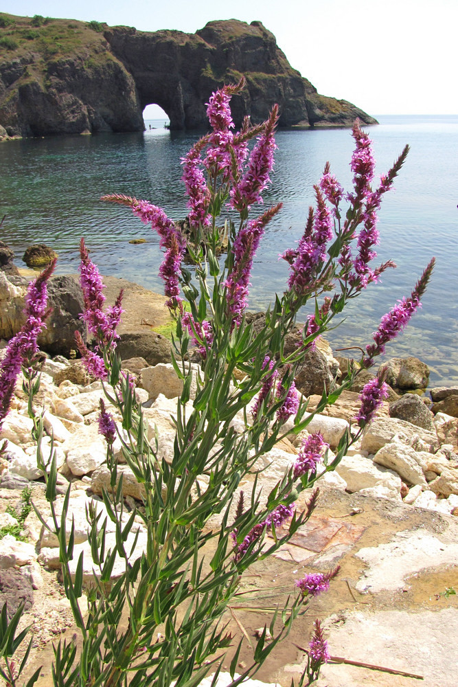 Image of Lythrum tomentosum specimen.