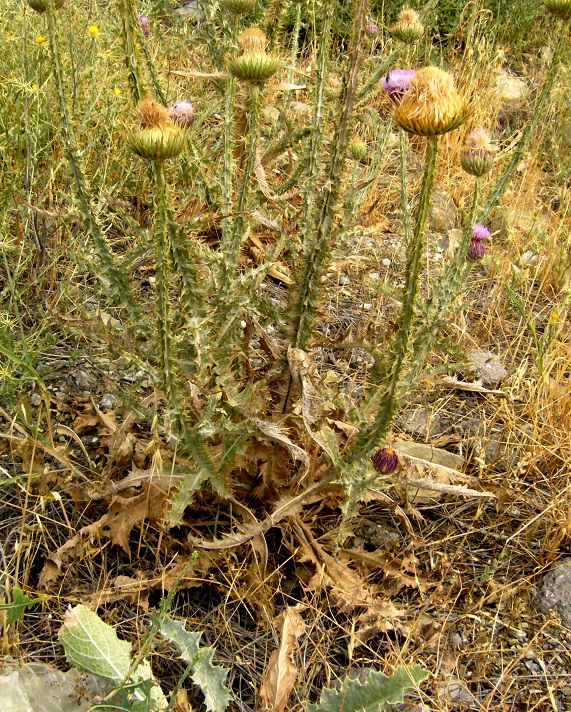 Image of Onopordum leptolepis specimen.