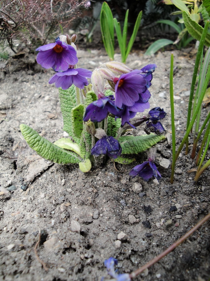 Image of Primula amoena specimen.