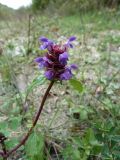 Prunella vulgaris