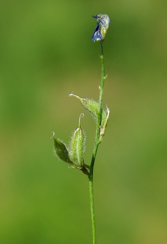 Изображение особи Astragalus nematodes.