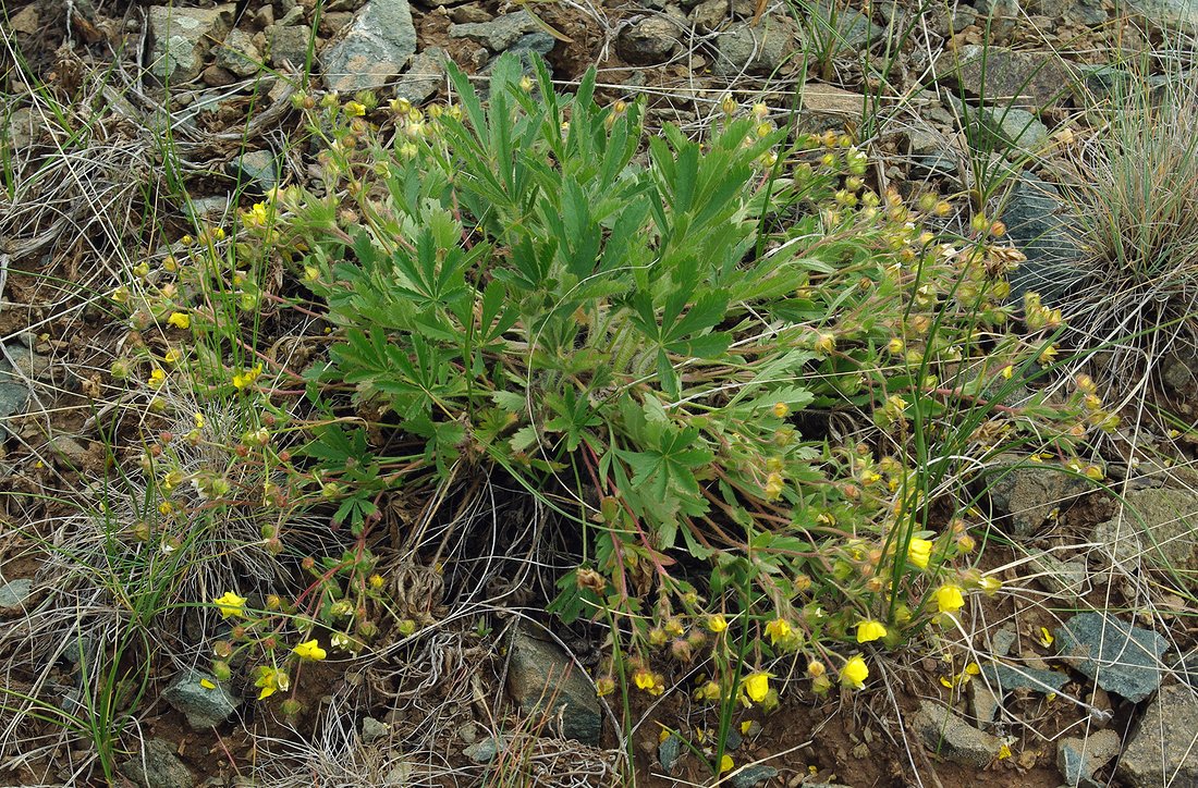 Image of Potentilla humifusa specimen.