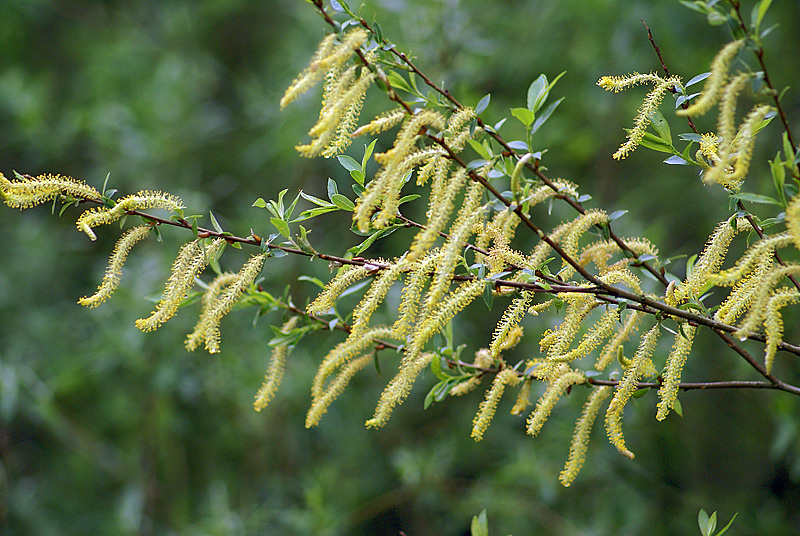 Image of Salix triandra specimen.