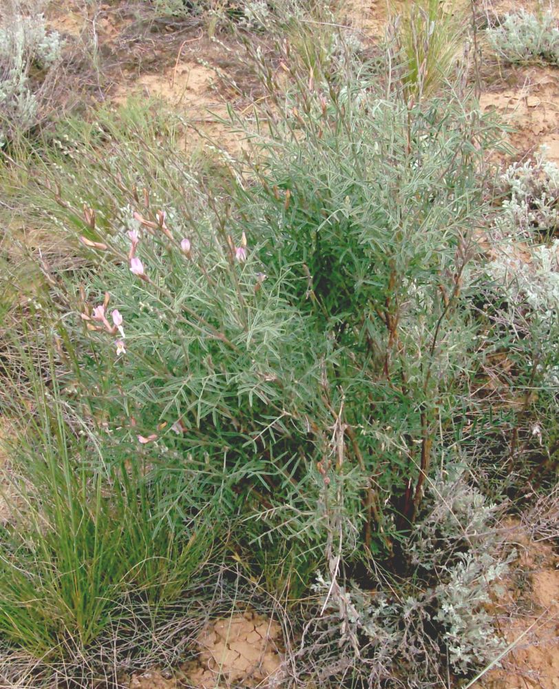 Image of genus Astragalus specimen.