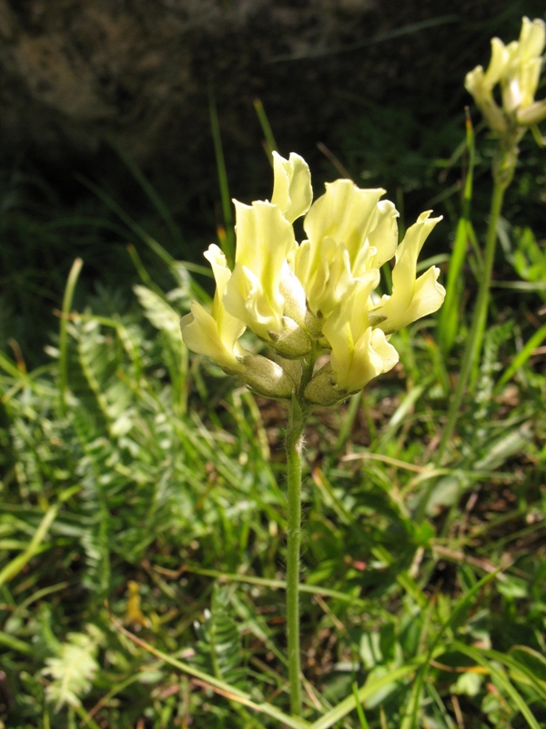 Image of Oxytropis kubanensis specimen.