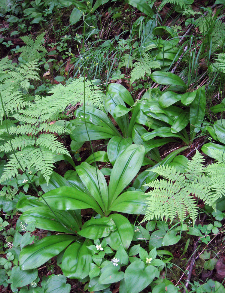 Image of Clintonia udensis specimen.